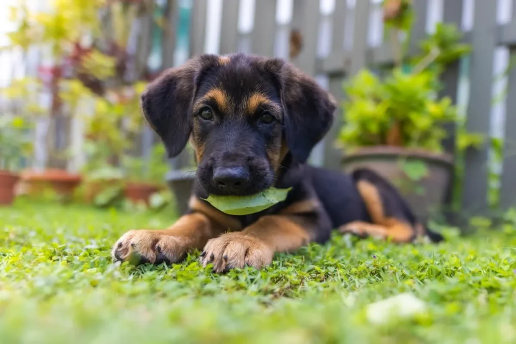 Cane Corso Puppies for Sale: Choosing the Right Puppy for Your Family